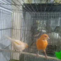 قناری نر وماده ردفاکتور