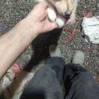 پامر روباهی حدوداً یکساله|سگ|اسدآباد, |دیوار