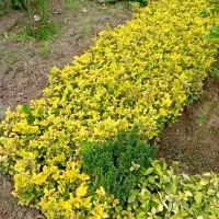 فروش قلمه شمشاد طلایی|خدمات باغبانی و درختکاری|تنکابن, |دیوار