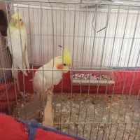 عروس پاریس جفت