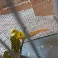 یک جفت مرغ عشق یک جفت عروس