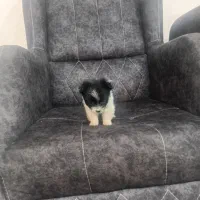 واگذار واگذار سایز 0|سگ|بم, |دیوار