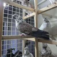 کبوتر پرشی عالی