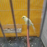 قناری نر|پرنده|مشهد, سعد آباد|دیوار