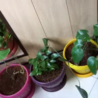 گلدان رنگی با گل