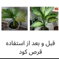 قرص کود (محصولات کشاورزی ارگانیک )|گل و گیاه طبیعی|صدرا-فارس, فاز ۱|دیوار