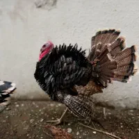 بوقلمون برنز نر ۲ عدد|حیوانات مزرعه|آمل, |دیوار