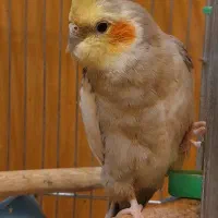 طوطی عروس هلندی