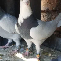 طوقی نر روزگاری