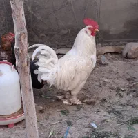 خروس گلین لری ریشو