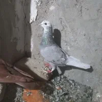 کبوتر مسافتی