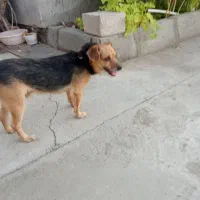 سگ پاکوتاه|سگ|سمنان, |دیوار