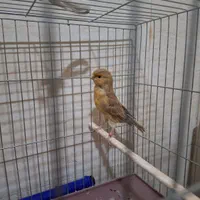 فروش قناری ماده