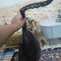 عودسوری|سازهای سنتی|آبادان, |دیوار