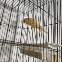 قناری سوپر کشیده|پرنده|شاهرود, |دیوار