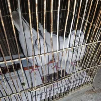 کبوتر|پرنده|قشم, |دیوار