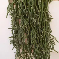 گلهای زیبا