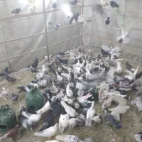 کفتر تهرانی