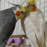 عروس هلندی نر و ماده مولد