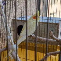 عروس هلندی سخنگو|پرنده|کرج, باغستان|دیوار