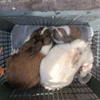 چهار تا خرگوش قیمت 200تومن|موش و خرگوش|اشنویه, |دیوار