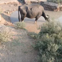 جاده گنبوعه روستایی ملیحه|حیوانات مزرعه|حمیدیه, |دیوار