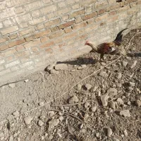 نیمچه گلین و تخم مرغ گلین|حیوانات مزرعه|بهارستان, |دیوار