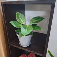 گل فیلودندرون برکین همره با گلدان ویژه