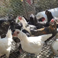 نیمچه مرغ گلین زیر مرغی|حیوانات مزرعه|کرج, شهرک جهان‌نما|دیوار