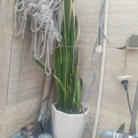 گل سانسوریا ابلغ