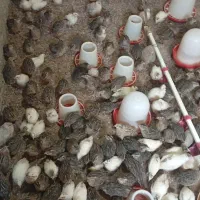 فروش بلدرچین ۳۷ روزه