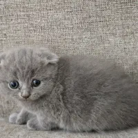 واگذاری اسکاتیش فولد ماده|گربه|ساری, |دیوار