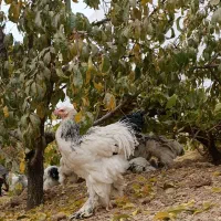 خروس برهما|حیوانات مزرعه|بن, |دیوار