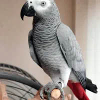 طوطی کاسکو گمشده