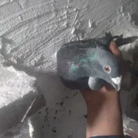 تعدادی کفتر مسافتی