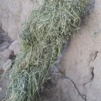 بیده یونجه تا ب داده