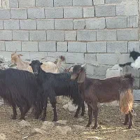 بز و کهره|حیوانات مزرعه|زرقان, |دیوار