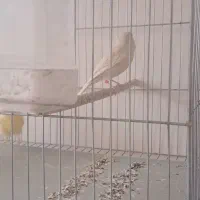 قناری ماده برونو تمیز و مرتب پاکسازی شده