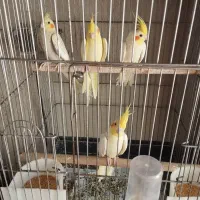 عروس هلندی|پرنده|صباشهر, |دیوار