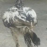 جوجه خروس لاری