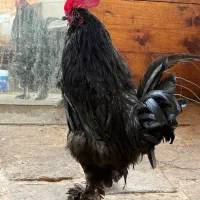 خروس سیاه مشکی مرغ