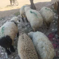 بره سیاه دم  خالص|حیوانات مزرعه|تایباد, |دیوار