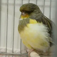 قناری نر گلاستر اورجینال حلقه پا