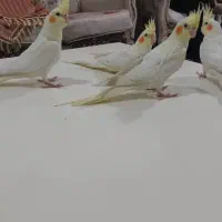 عروس هلندی لوتینو چشم شرابی|پرنده|شهریار, شهرک بهاران (ویره)|دیوار