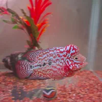 کینگ کامفا رد بیس وارداتی|ماهی|شیراز, گویم|دیوار