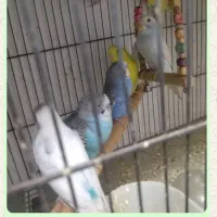 ملنگو  برزیلی عروس هلندی فنج مرغ عشق|پرنده|تهران, خلیج فارس|دیوار