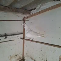 ۴تا کفتر پرشی تصمین|پرنده|بندر ترکمن, |دیوار