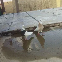 انواع کبوتر فروشی|پرنده|بستان آباد, |دیوار