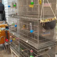 قناری رسمی و قفس|پرنده|پردیس, فاز ۱|دیوار