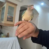 جوجه گرینچیگ دستی